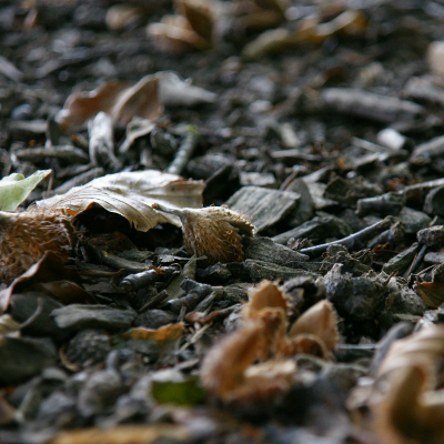 Autumn 2, par Xavier E. G. Dierick